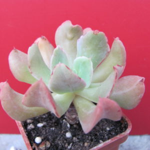 Echeveria Dark  Vader