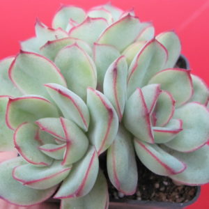 Echeveria  pulidonis