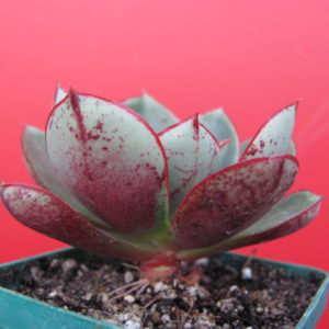 Echeveria  Longissima