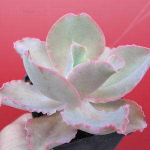 Echeveria  hybr.
