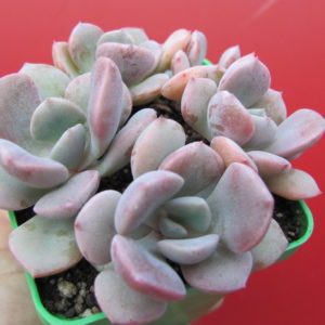 Echeveria    Debbie