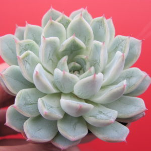 Echeveria  hybr.