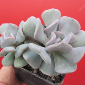 Echeveria  Cubic Frost