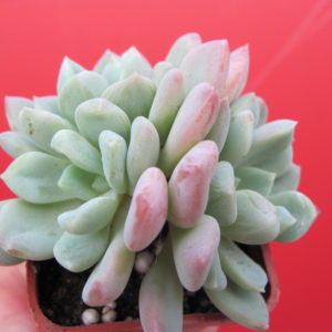 Echeveria  glauca