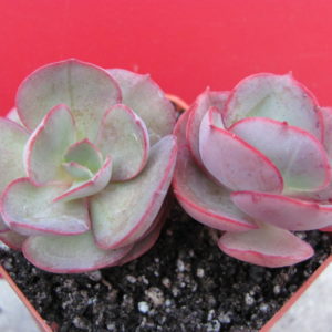 Echeveria  Suyon   2 разом