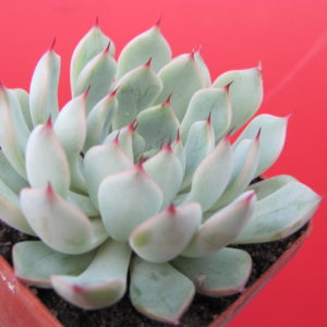 Echeveria  hybr.