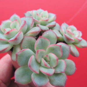 Echeveria  hybr.   #10