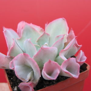 Echeveria  Trumpet Pinky