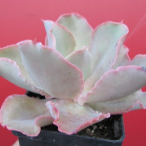 Echeveria   hybr.