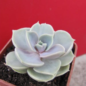 Echeveria   Blue Surprise