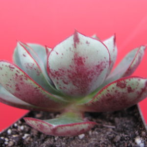 Echeveria    longissima