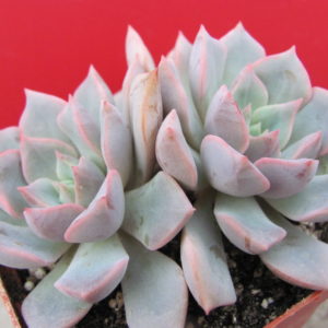 Echeveria hybr.   #29
