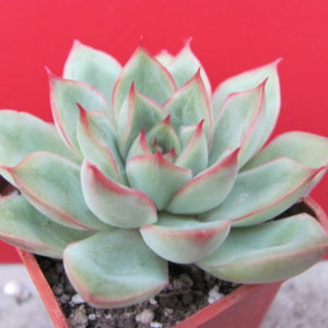 Echeveria