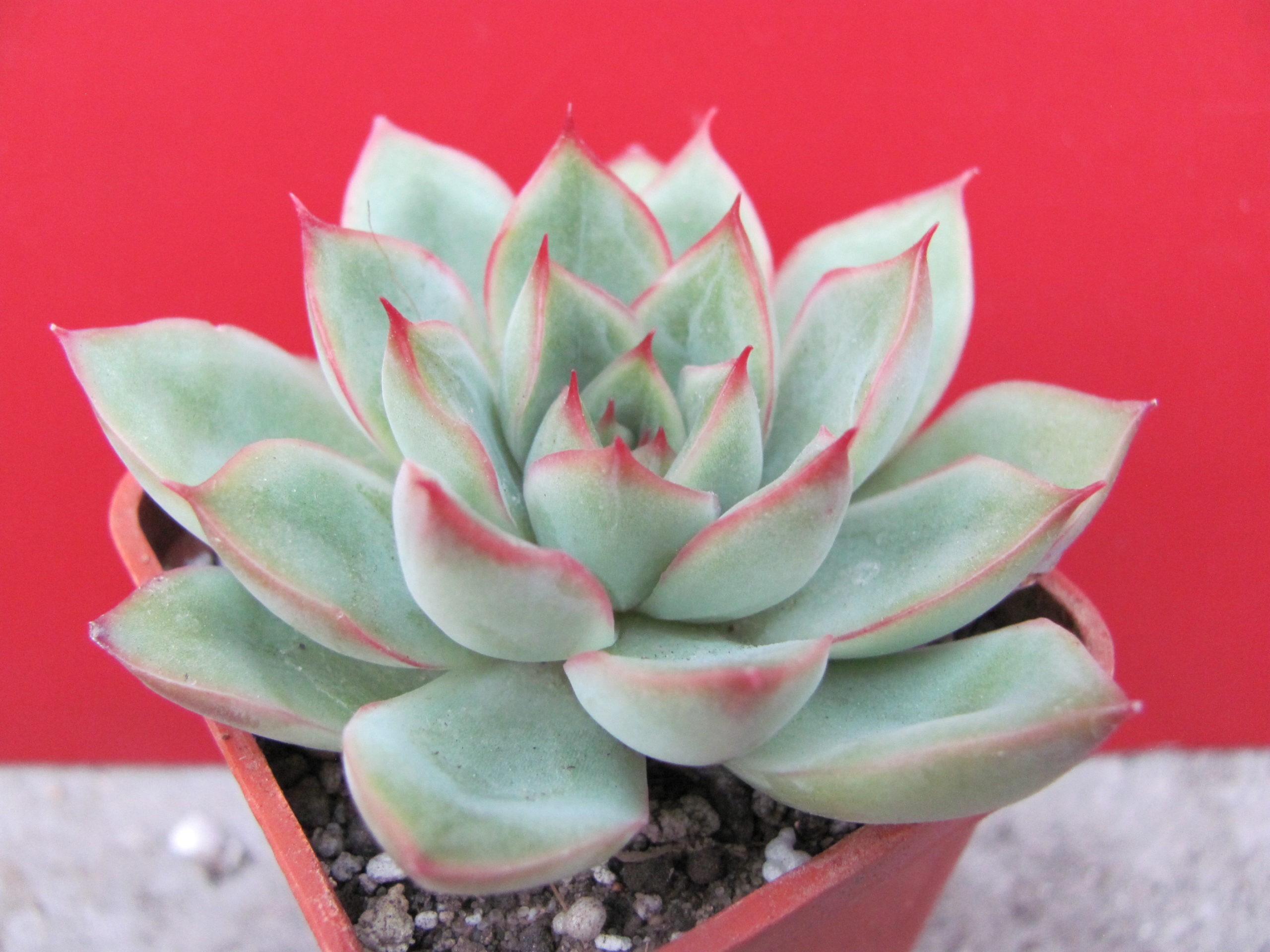 Echeveria