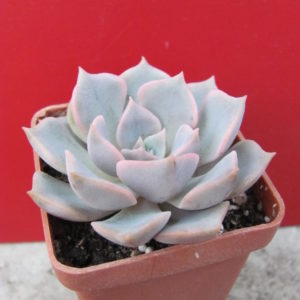 Echeveria   hybr.  #29