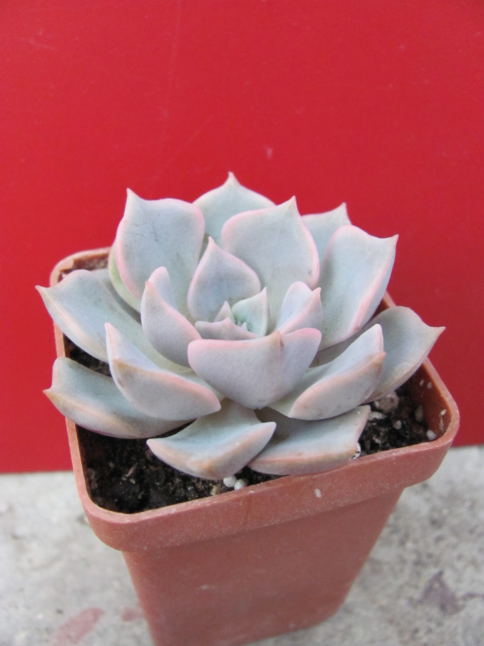 Echeveria   hybr.  #29