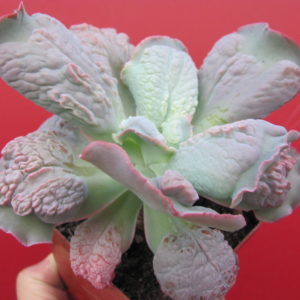 Echeveria Linguas