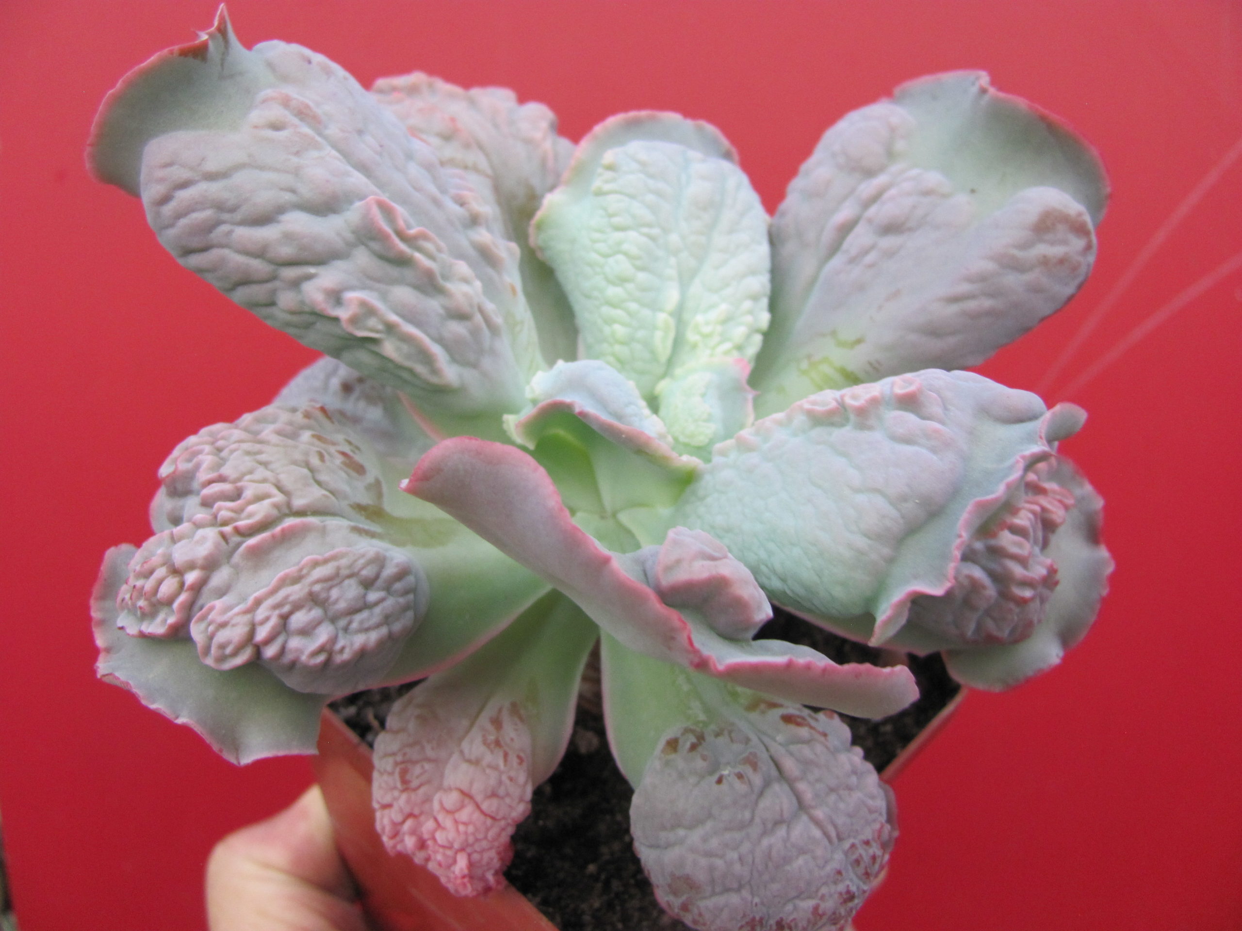 Echeveria Linguas