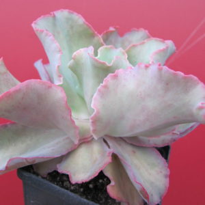Echeveria   hybr.