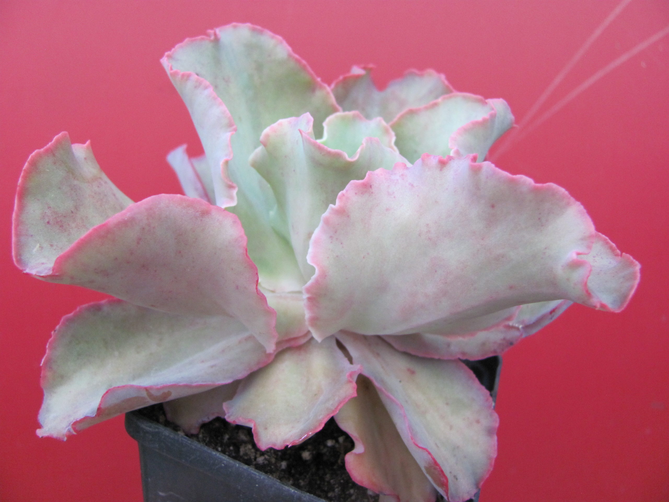 Echeveria   hybr.