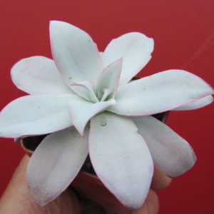 Echeveria cante