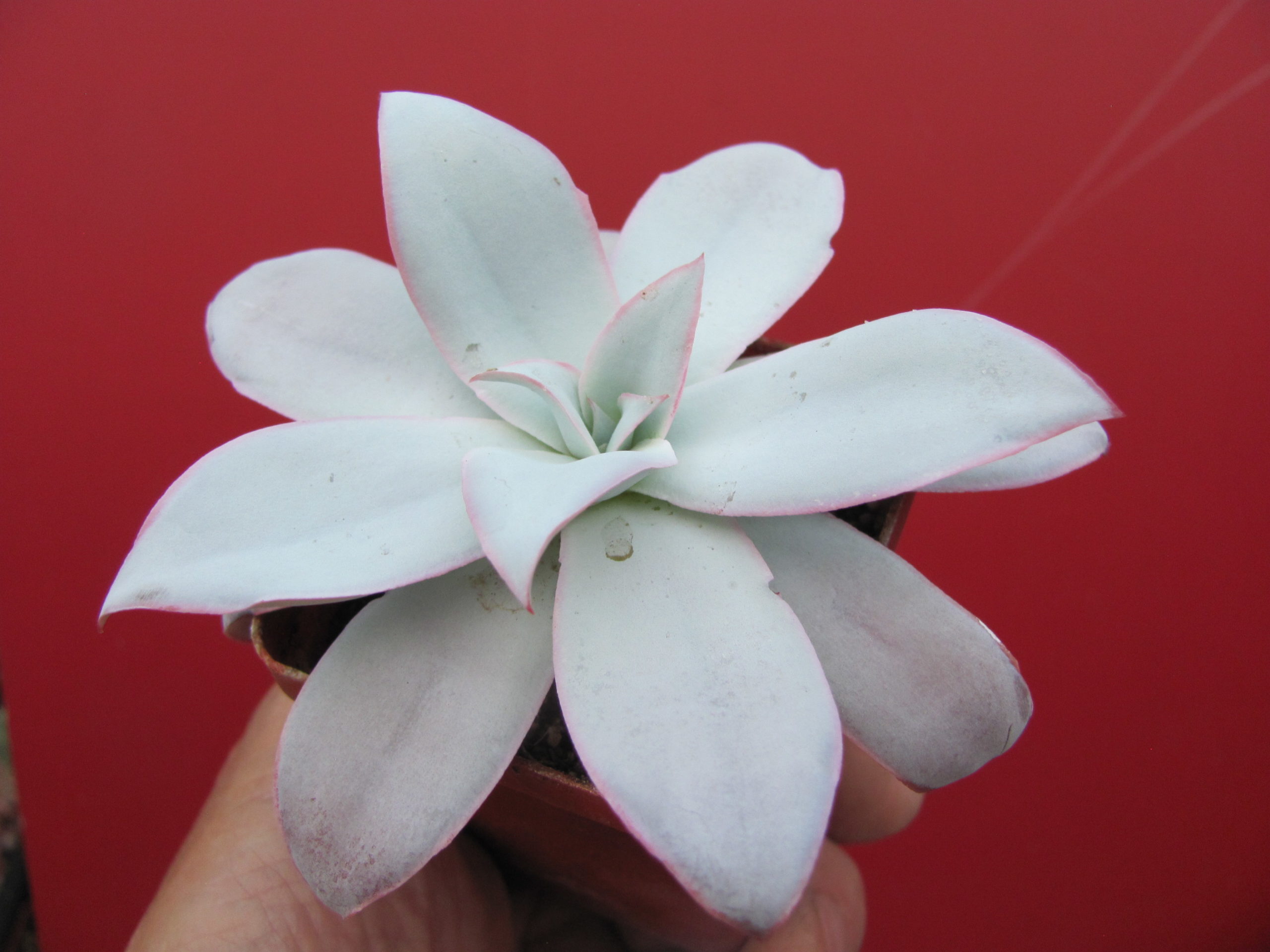 Echeveria cante