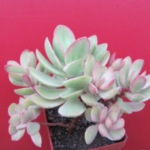 Crassula svaziensis variegata
