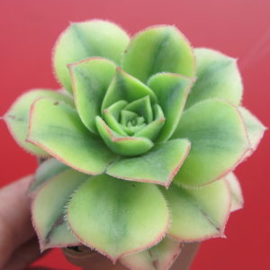 Aeonium Florescens variegata