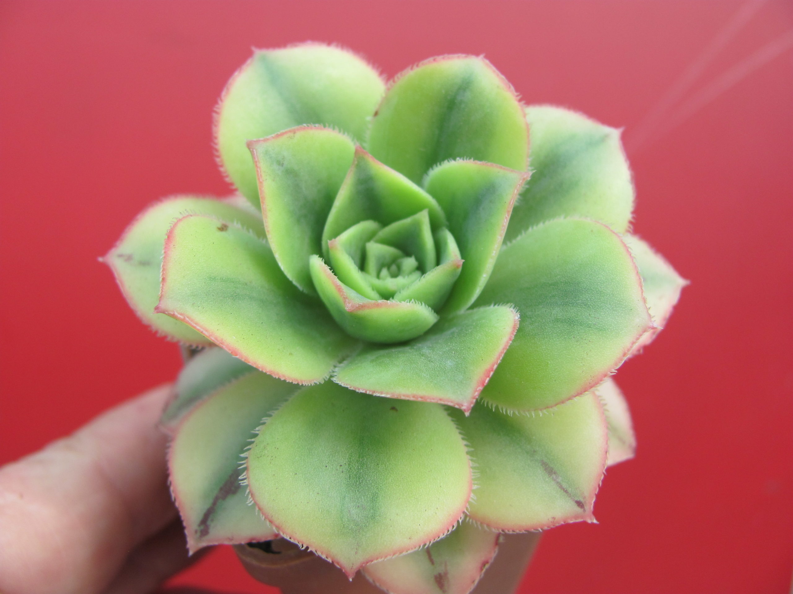 Aeonium Florescens variegata
