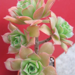 Aeonium