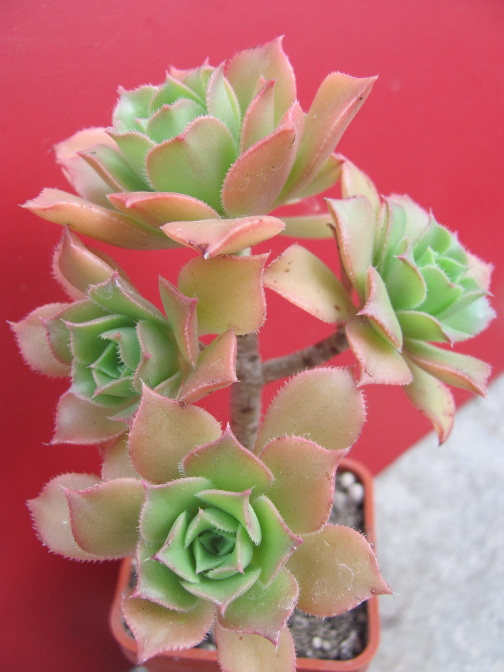 Aeonium