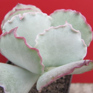 Cotyledon undulata Red
