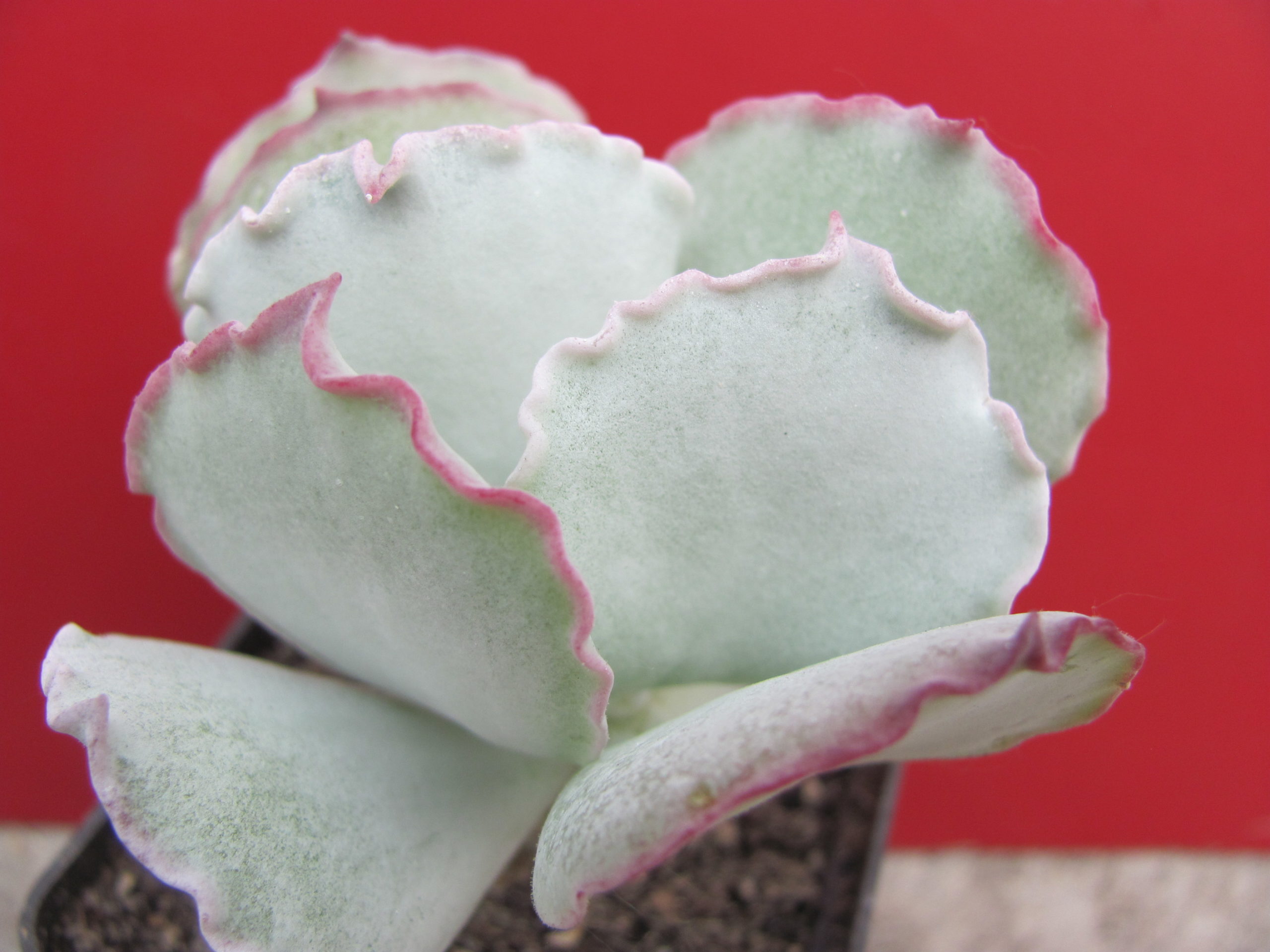 Cotyledon undulata Red