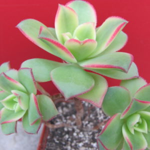 Aeonium  Kiwi