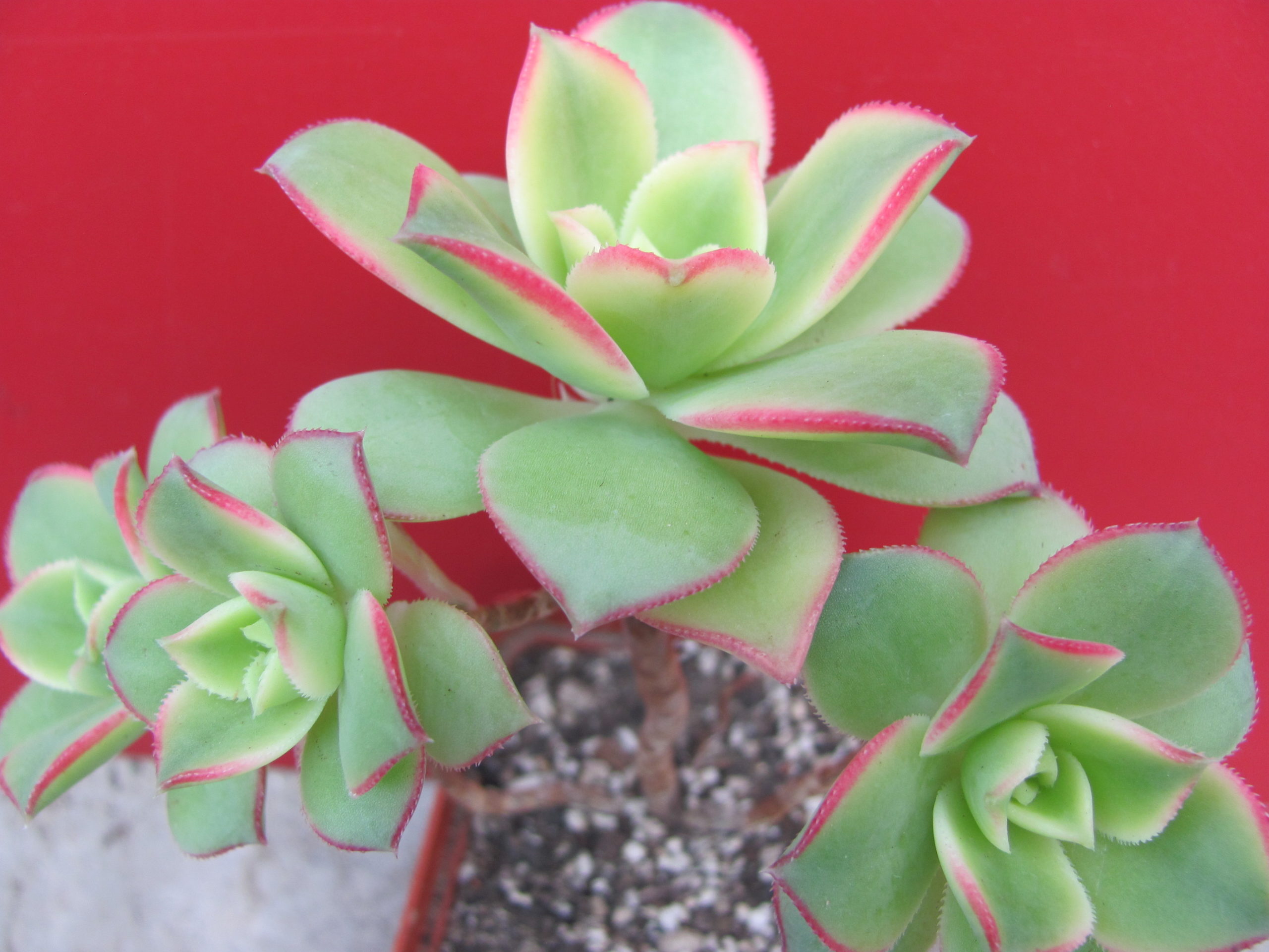 Aeonium  Kiwi
