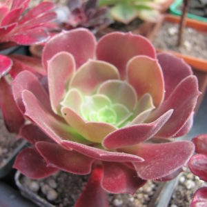 Aeonium Velour