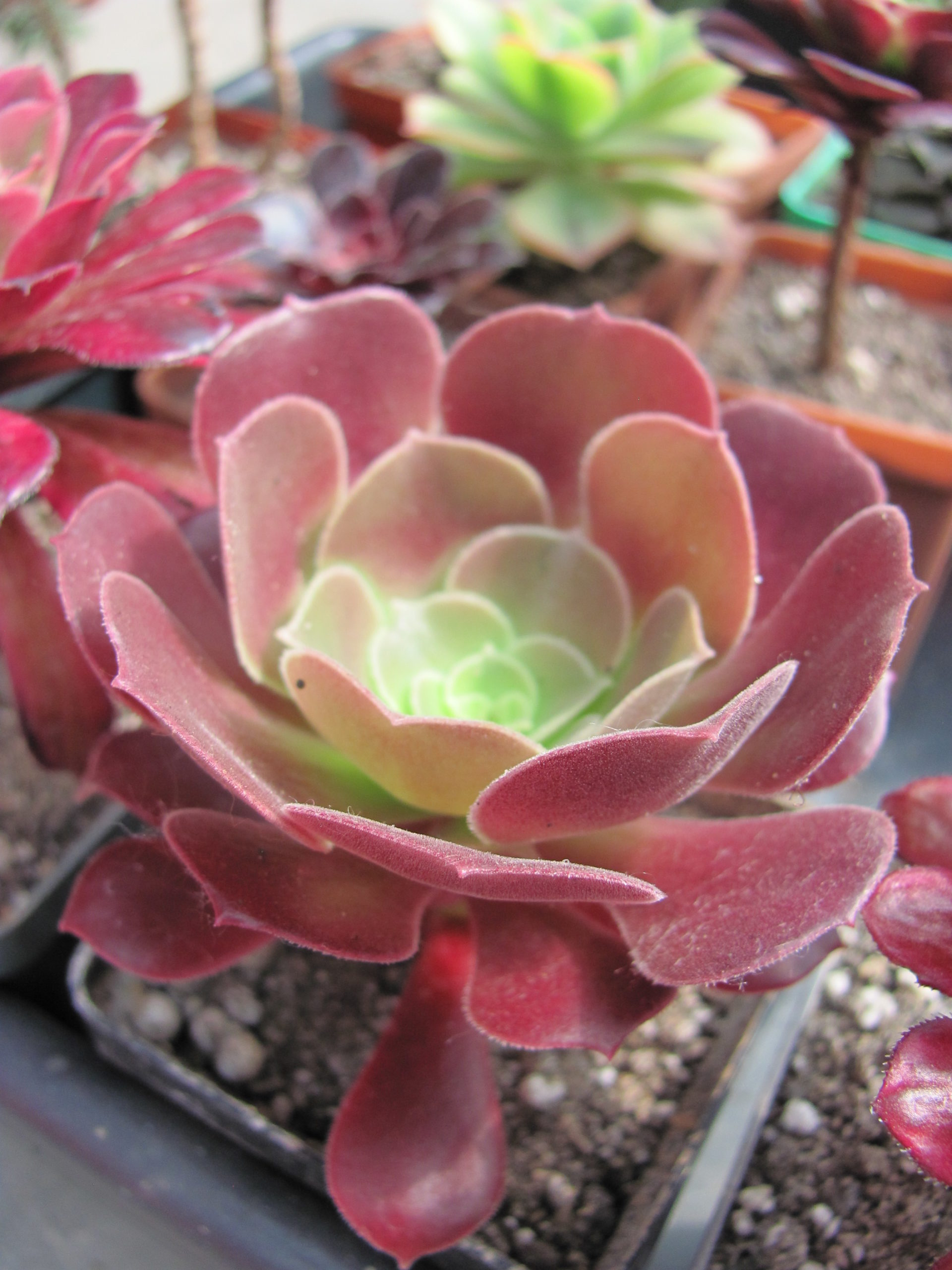 Aeonium Velour