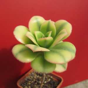 Aeonium  Florescens    variegata