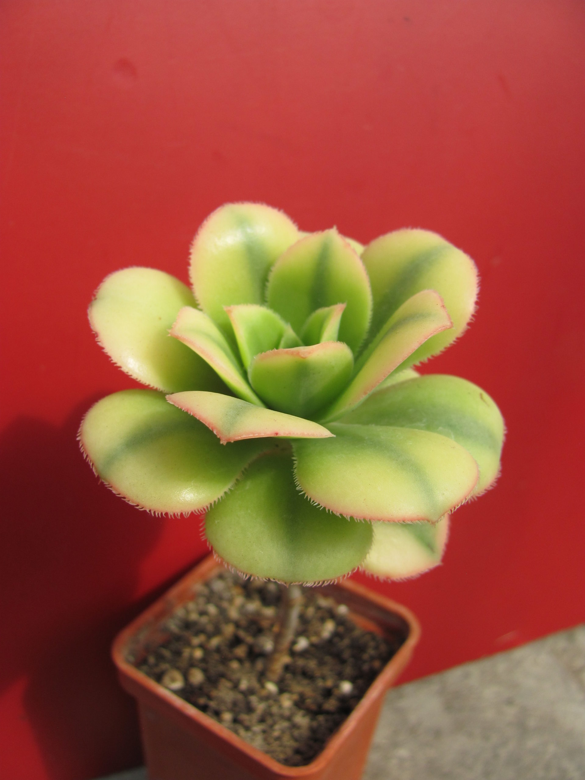 Aeonium  Florescens    variegata