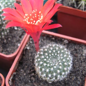 Rebutia  krainziana