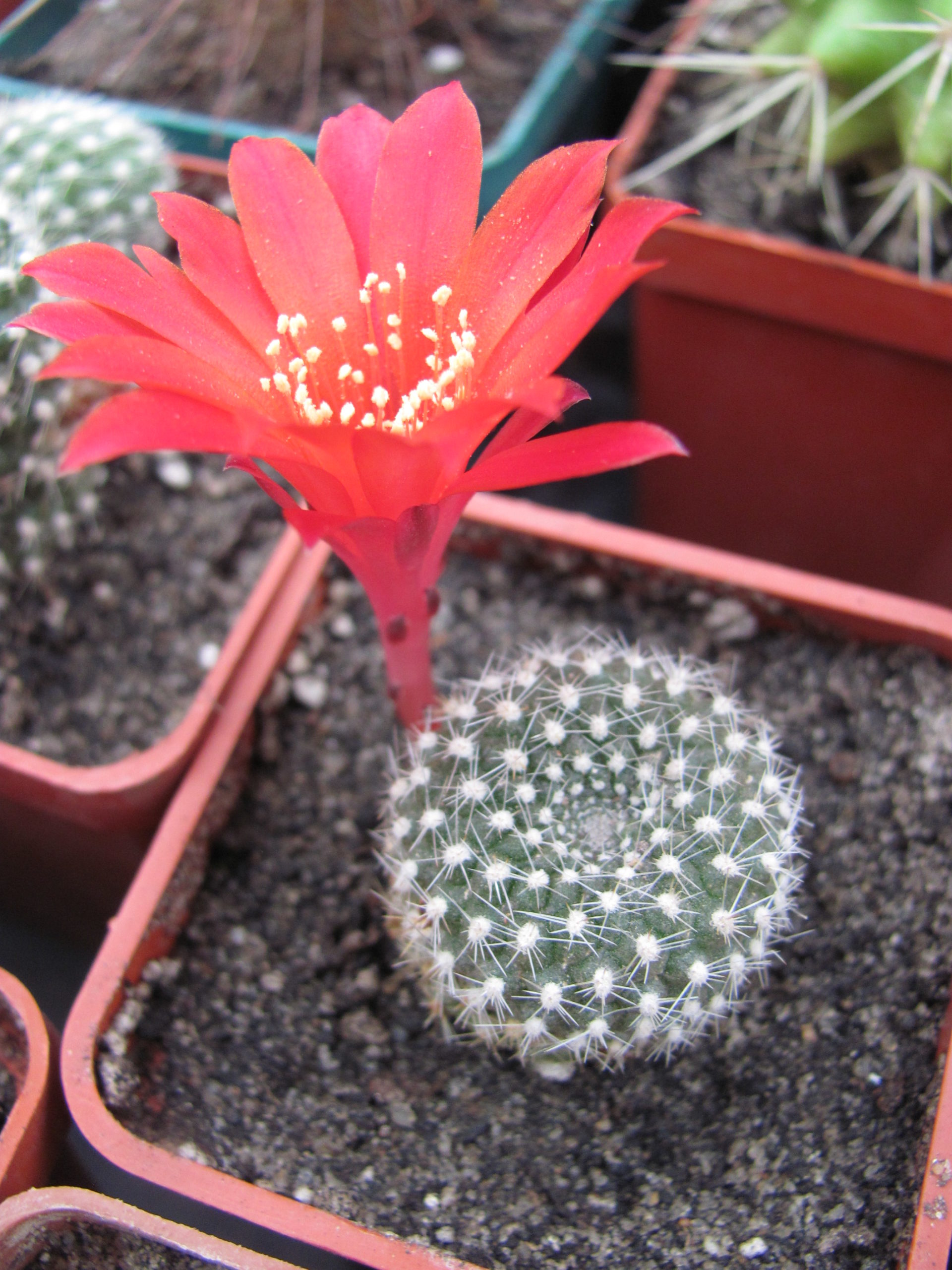 Rebutia krainziana