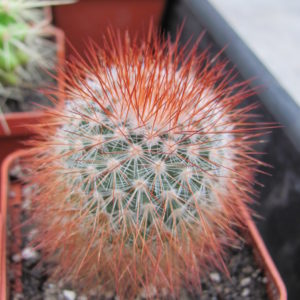 Mammillaria  spinosissima  Super Red