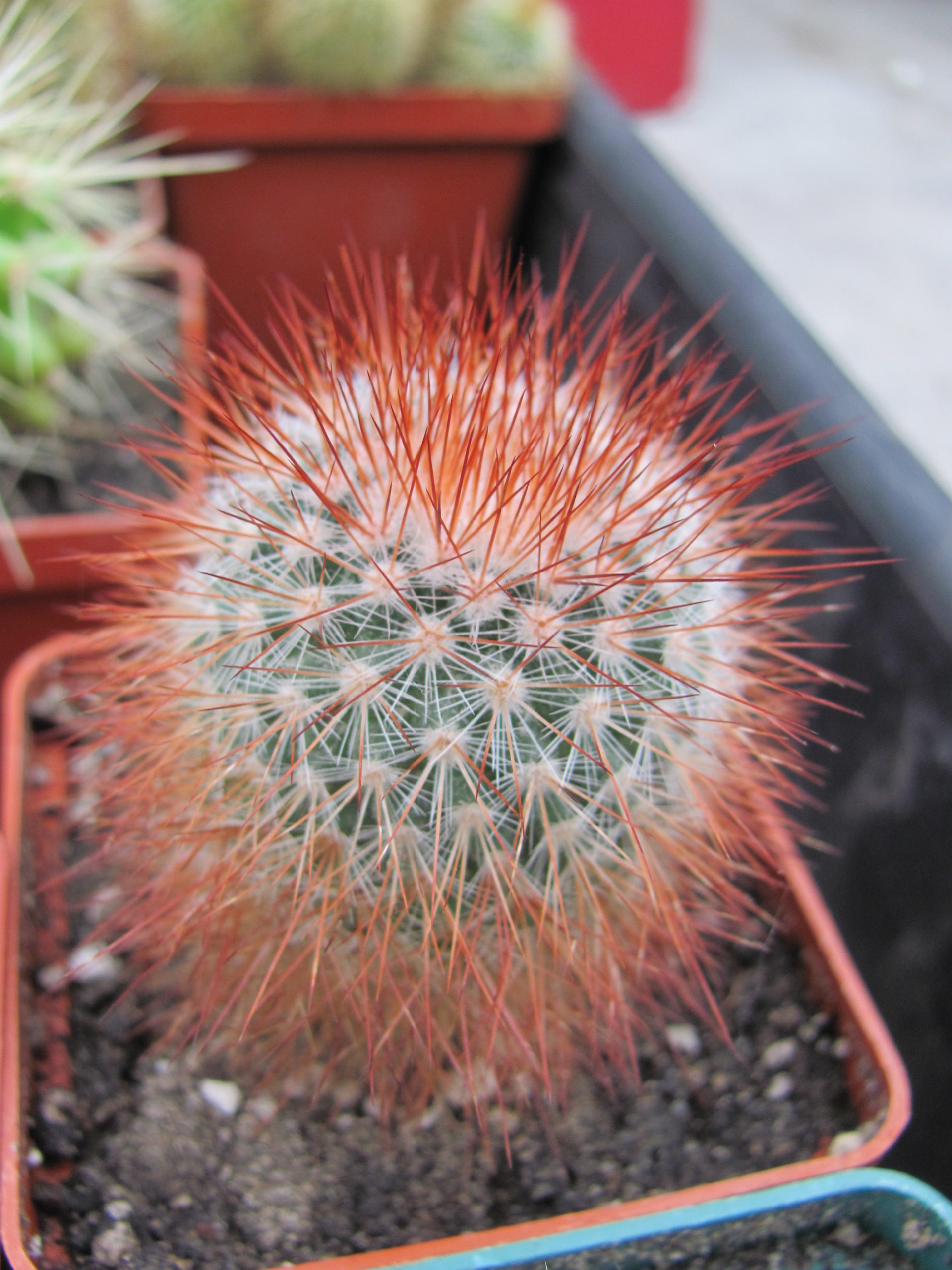 Mammillaria  spinosissima  Super Red
