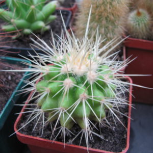 Echinocactus  grusonii