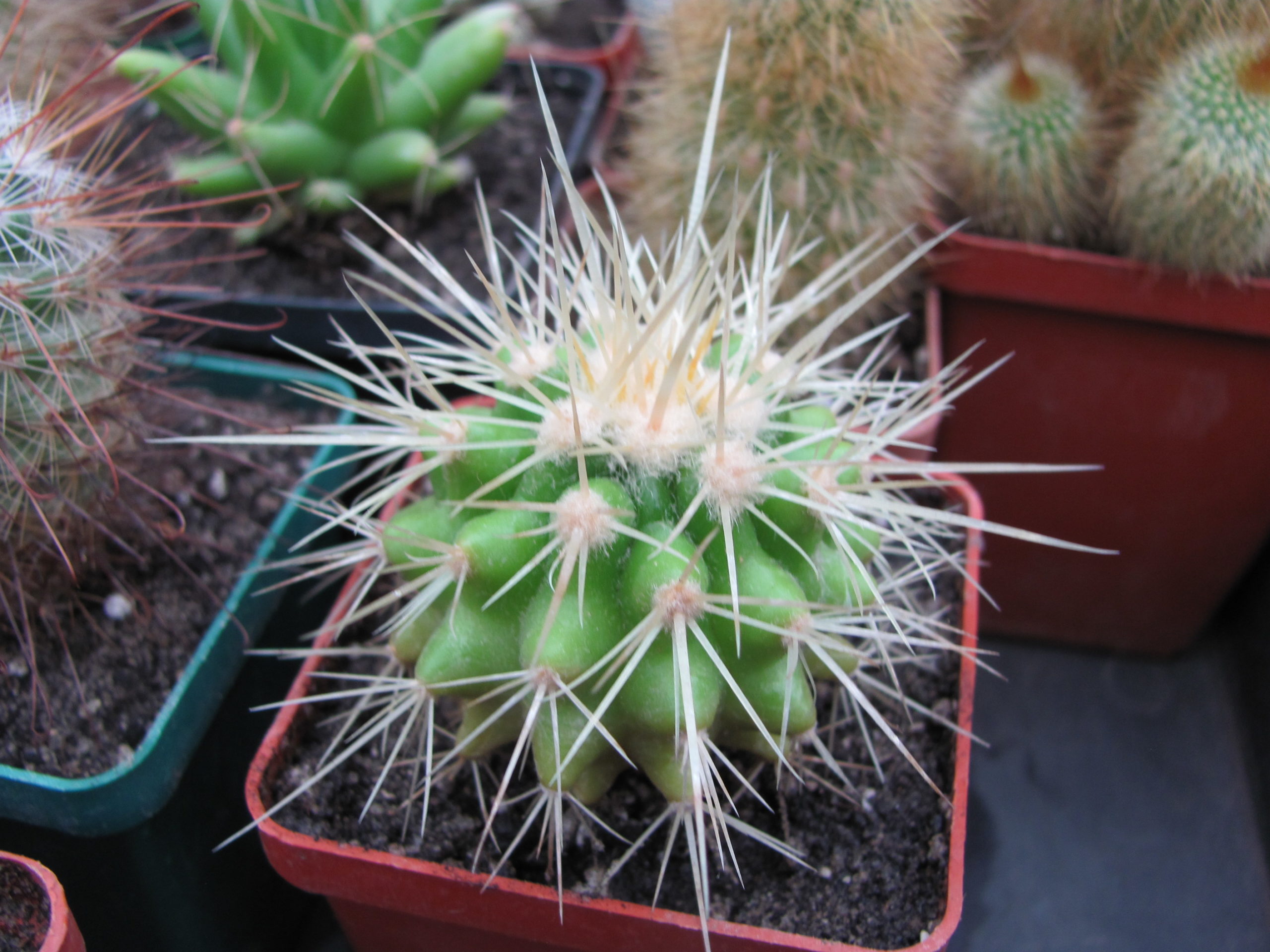 Echinocactus grusonii