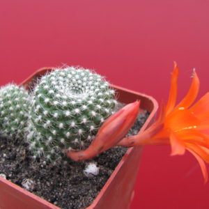 Rebutia  krainziana