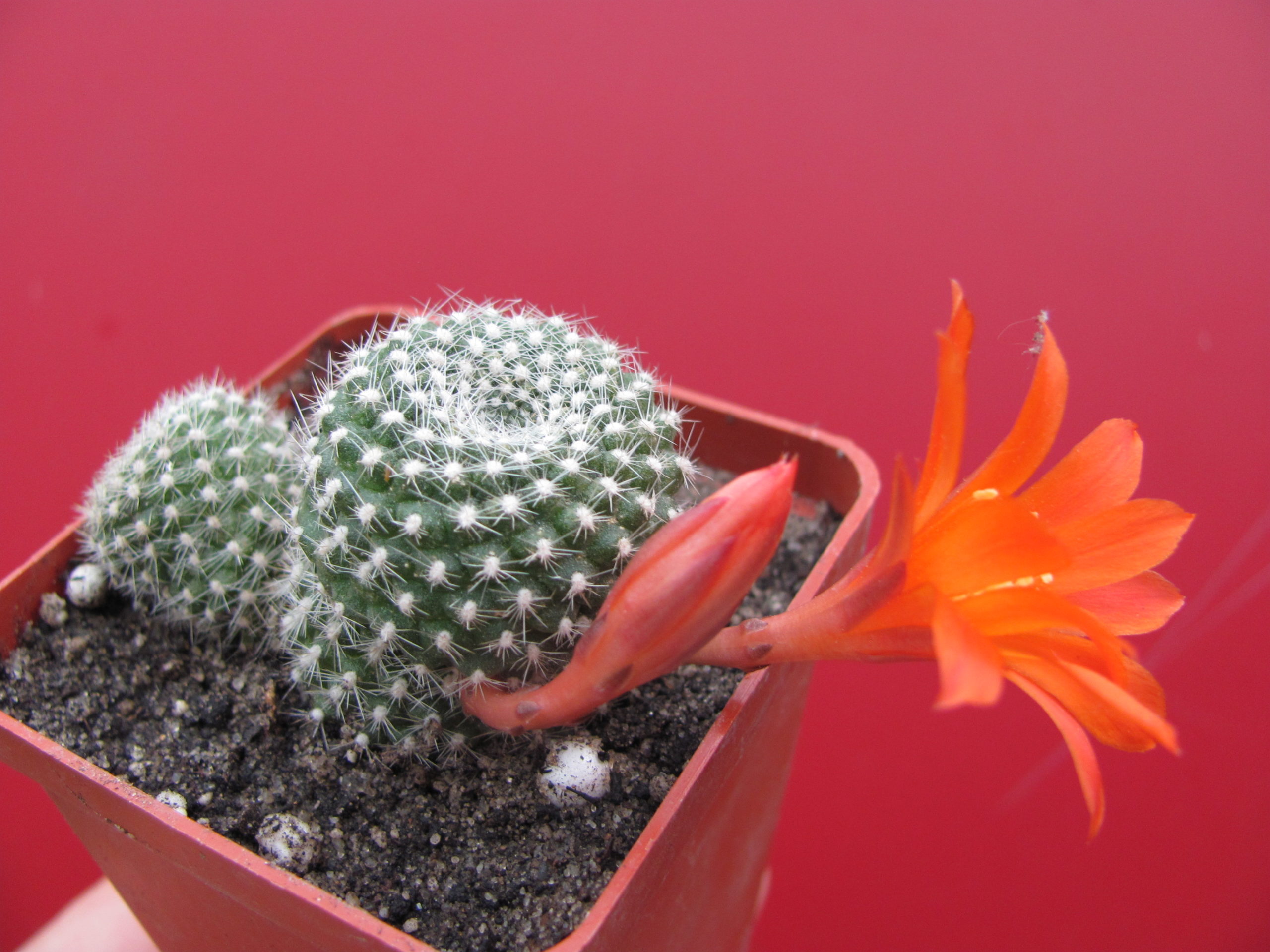 Rebutia krainziana