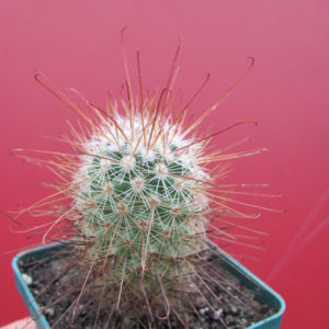 Mammillaria   magnifica
