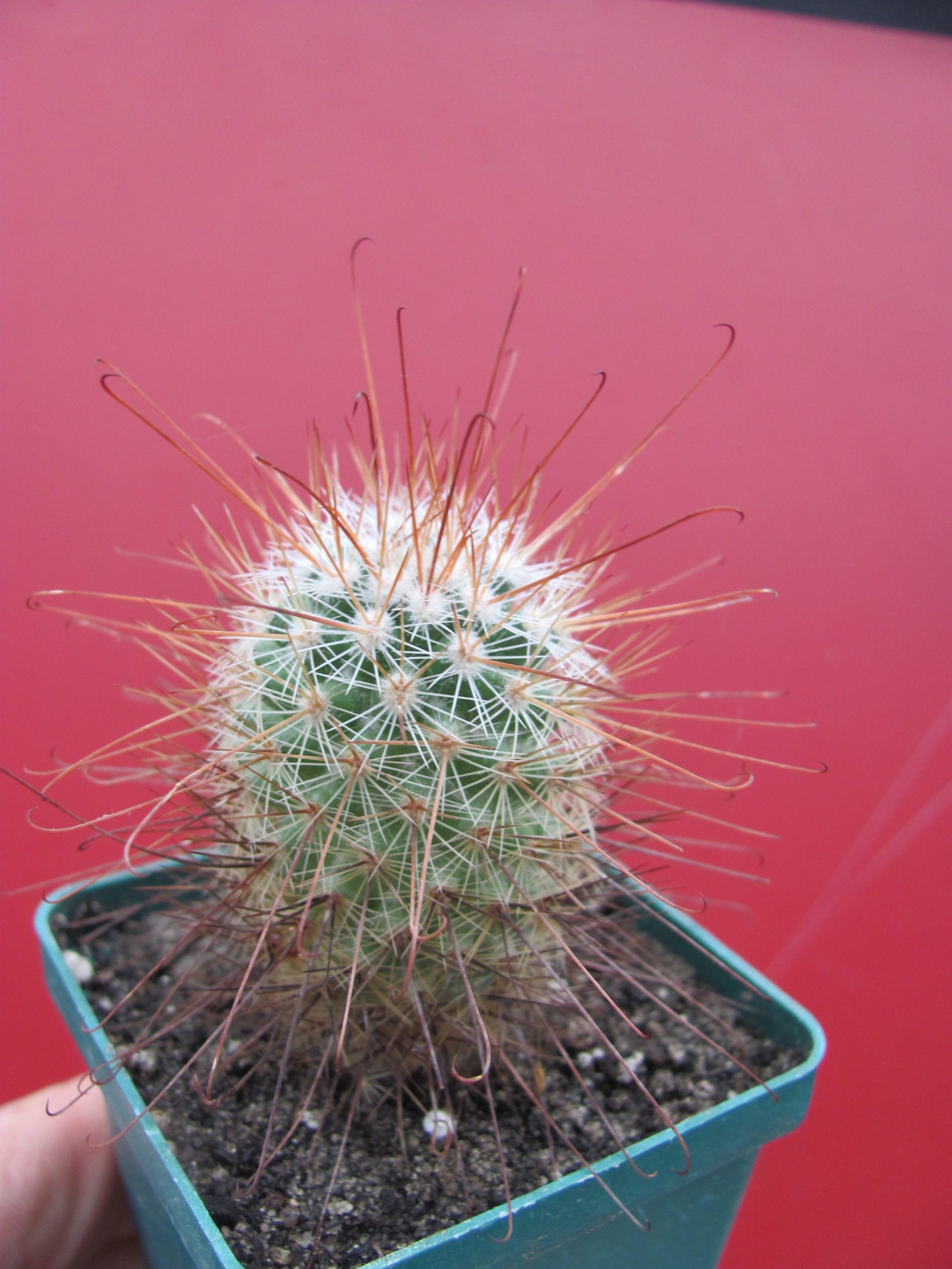 Mammillaria   magnifica