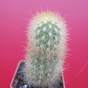 Haageocereus    chosicensis